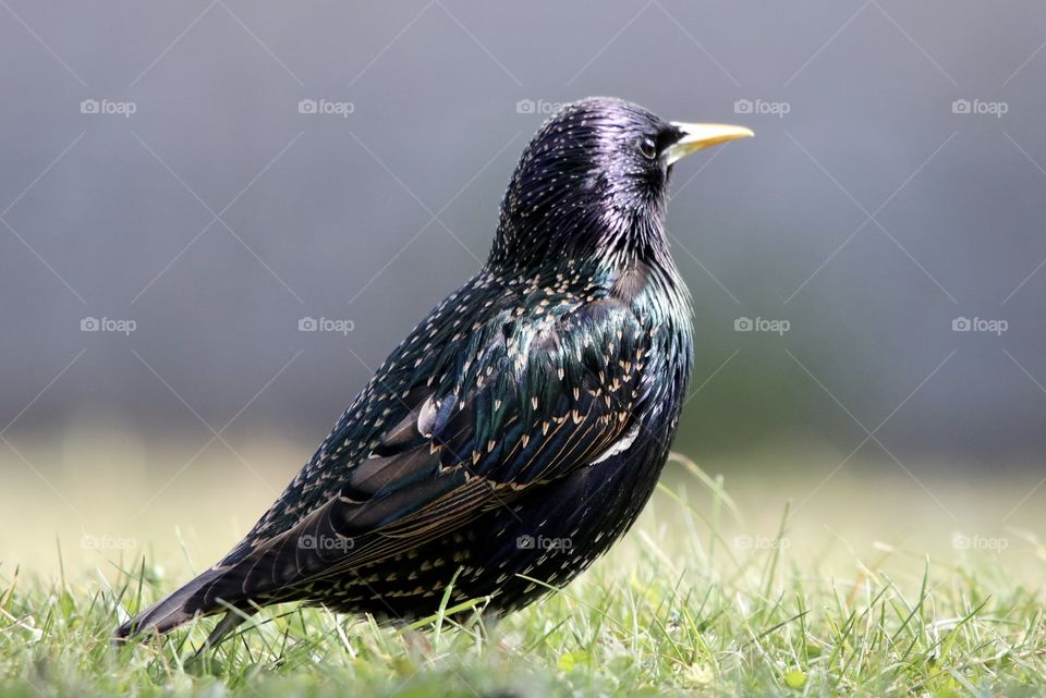 Starling 