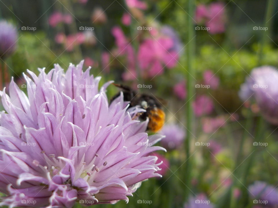 Busy urban bees... (Safe from pesticides)
