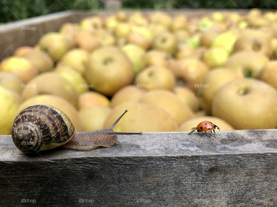 snail and ladybug race