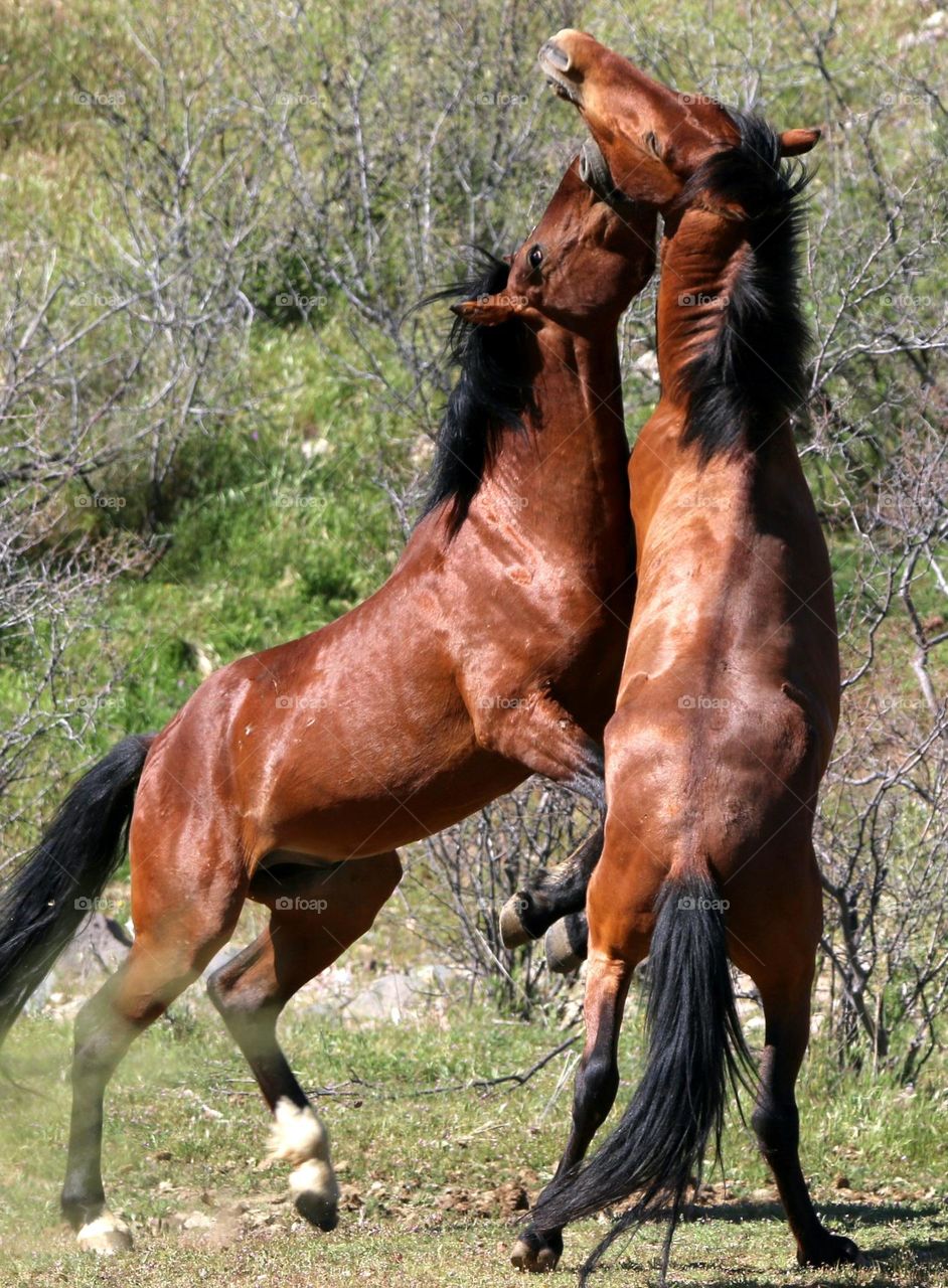 Wild Stallions Sparring in Desert