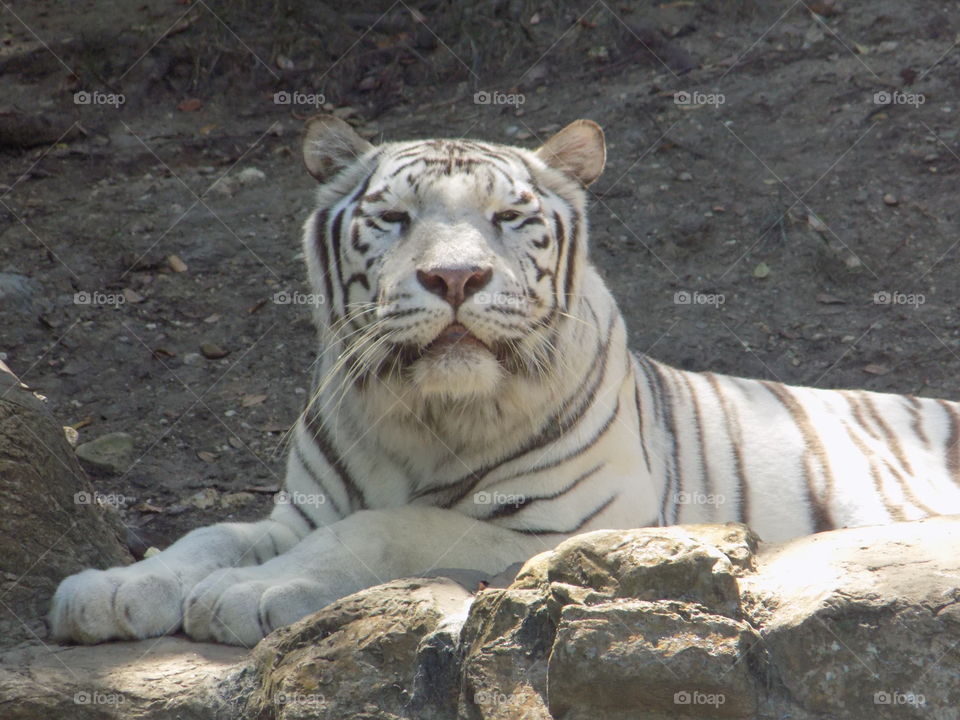 White Tiger
