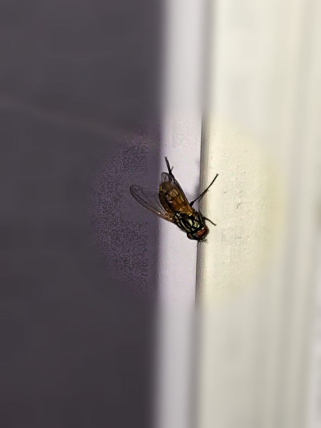 fly