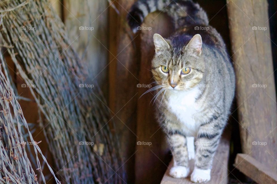 Summer Pets - grey tabby walking on a railing in a farm shed