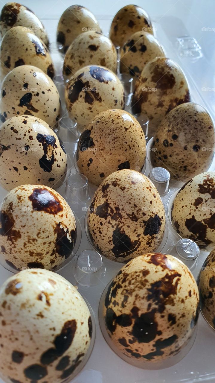 œufs de caille