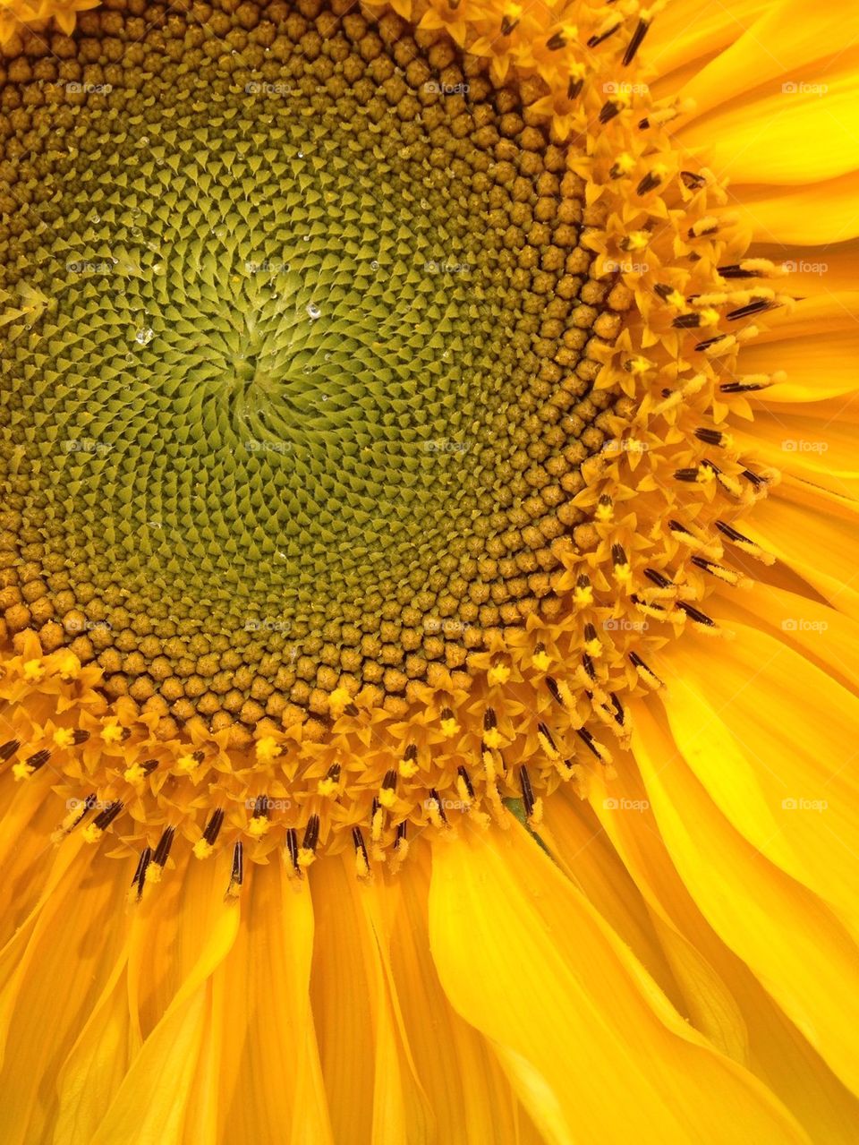 Macro shot of sunflower