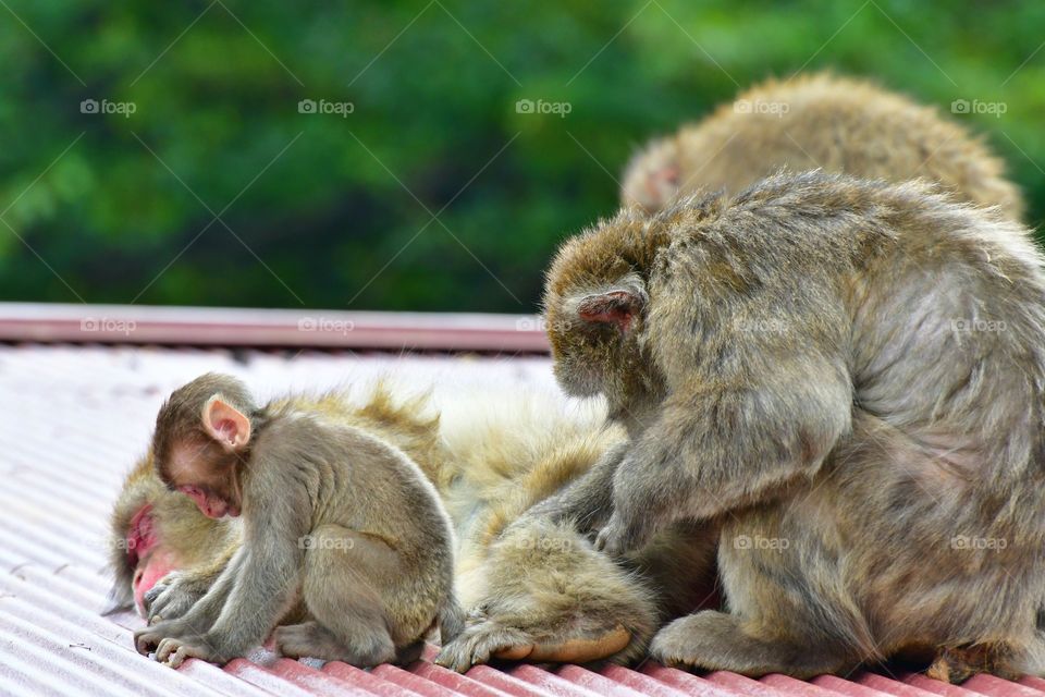 Grooming Japanese macaque