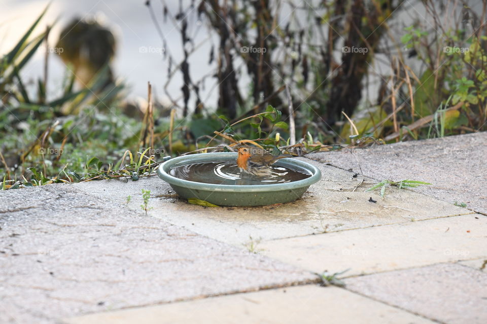 bird bathing in the garden