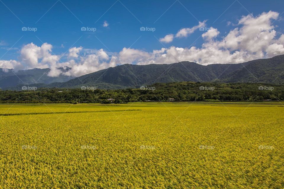 Beautiful mountain and paddy scenery