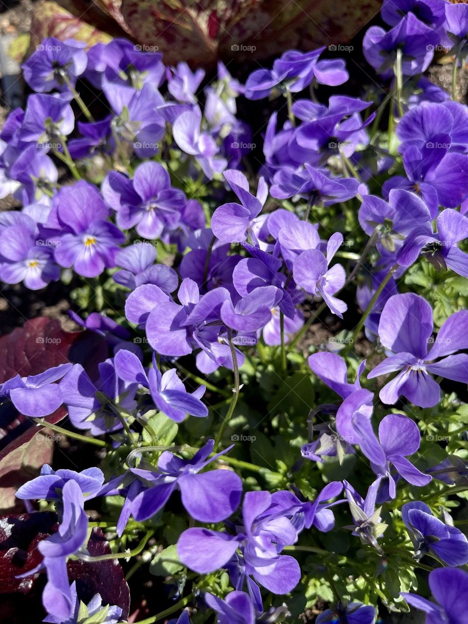 Pansies in the garden or at the garden center is a sure sign that spring has arrived. These cool-weather plants flood the landscape with cheer after a long brown (or white) winter.