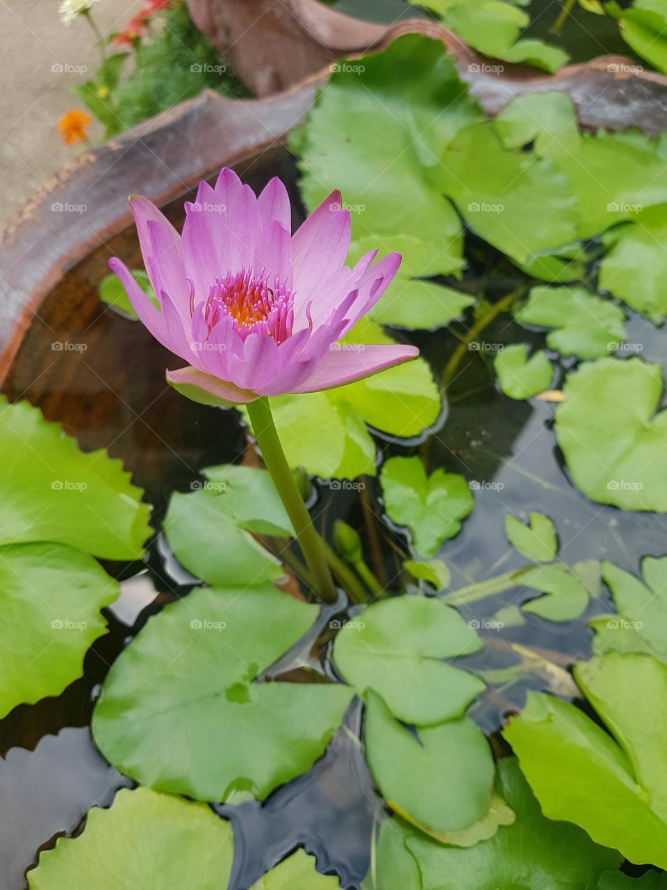 Lotus in the garden