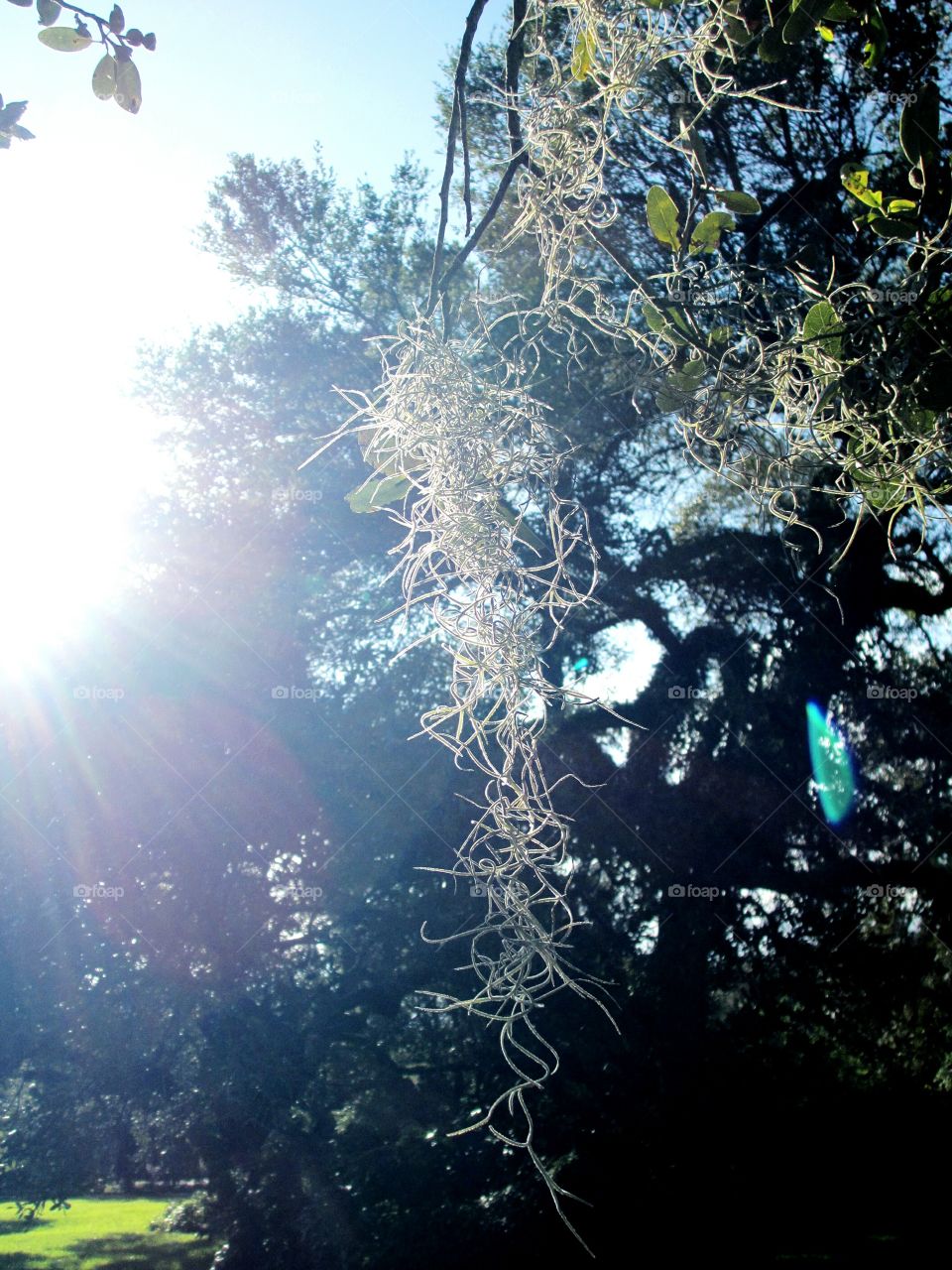 Close-up of spanish moss