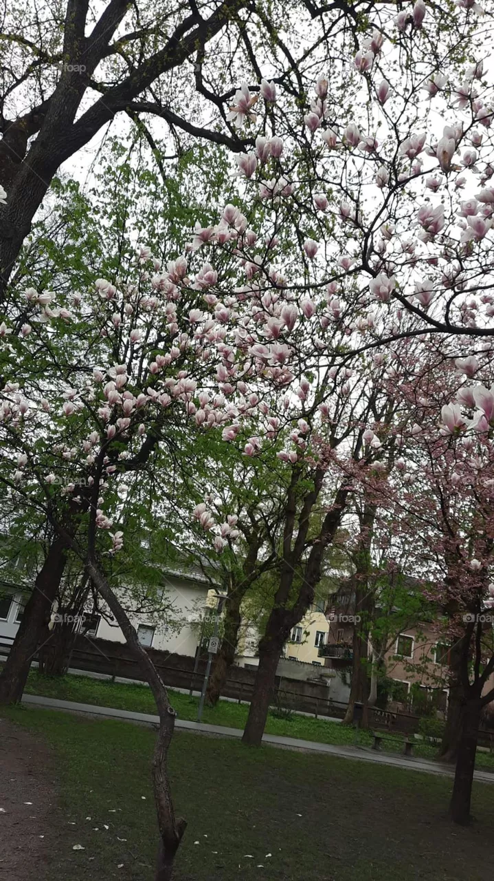 Natur Frühling 