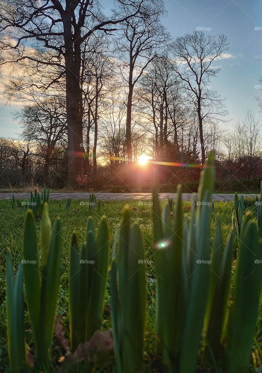 Narcis in morning sun