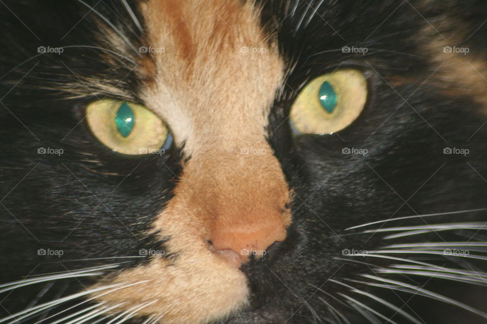 Cat's eyes. My cat, she's so precious 
