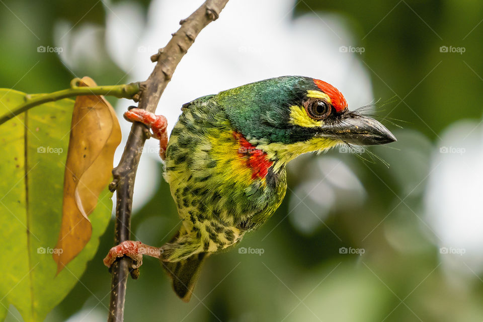 Bird ID - Coppersmith Barbet 