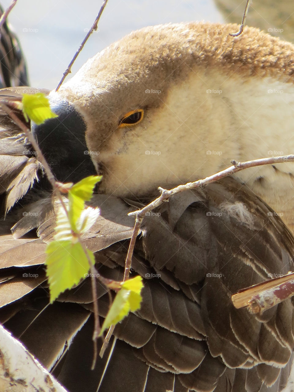 watching resting goose by melody