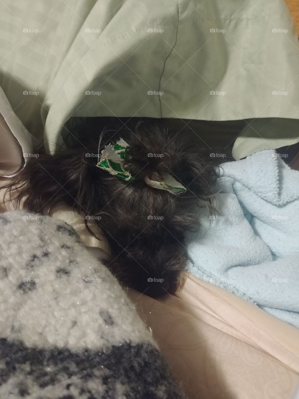 You don't see me! My shadow is hiding in a pillow case she crawled in between the pillow and the pillow case all because I took her to get her hair done.