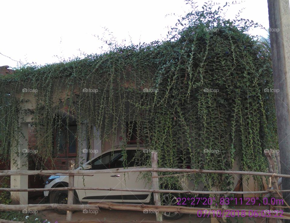 Beautiful collection good place decoration.