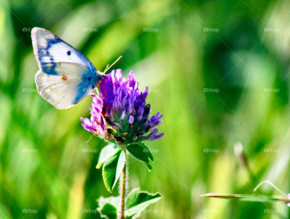 Butterflies Fly Away - a white butterfly with blue markings on a red clover blossom in a sunny meadow 