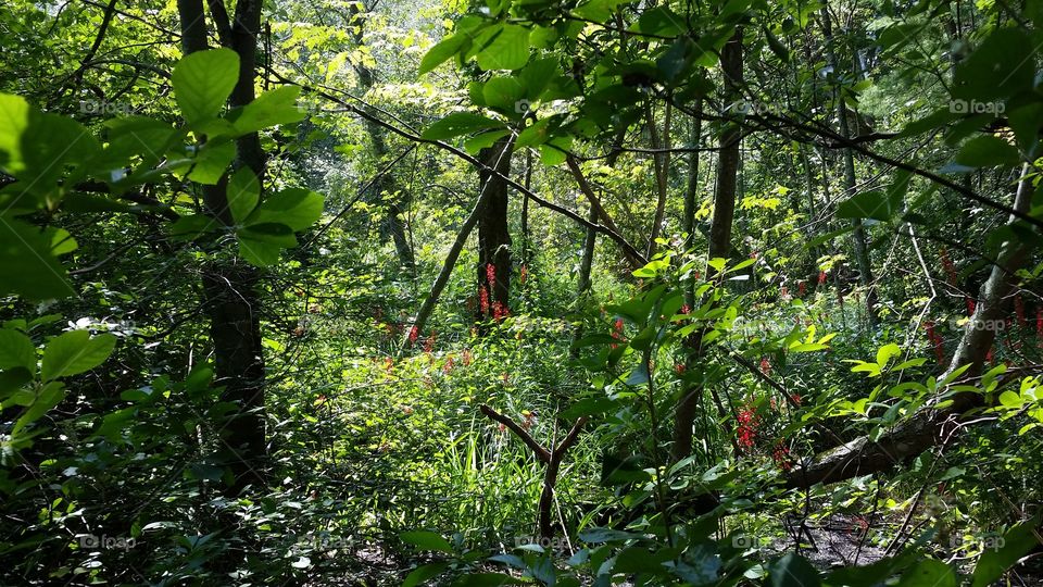Swamp Flower. Walk through the swamp.