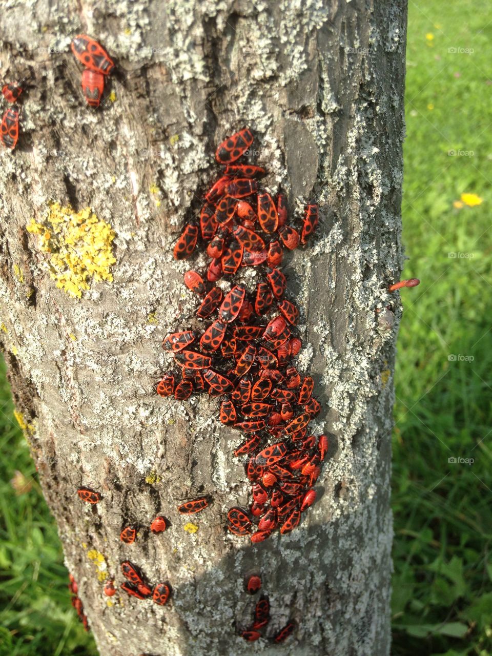 Insects on tree trunk