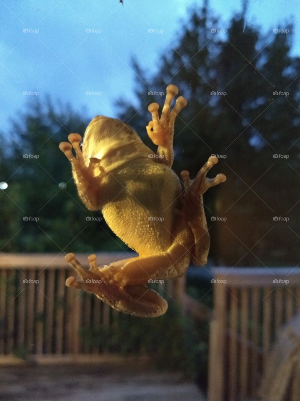 tree frog on the back door