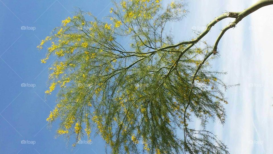 Spring Palo Verde. beautiful desert tree against clear blue sky