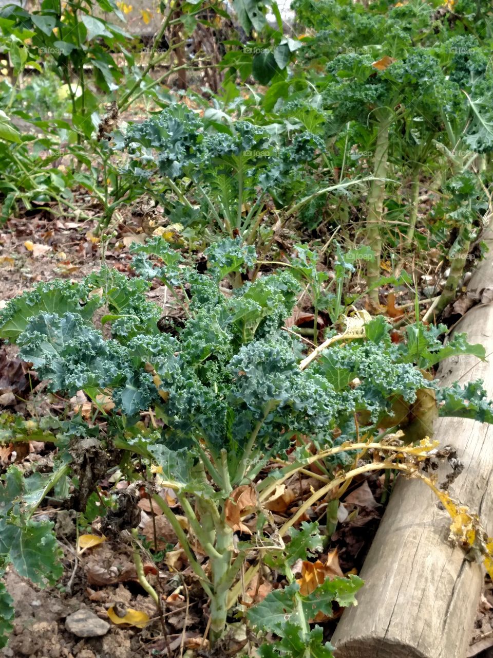 Food, Flora, Leaf, Agriculture, Garden