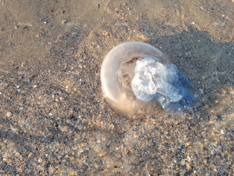 Big jellyfish on the sand