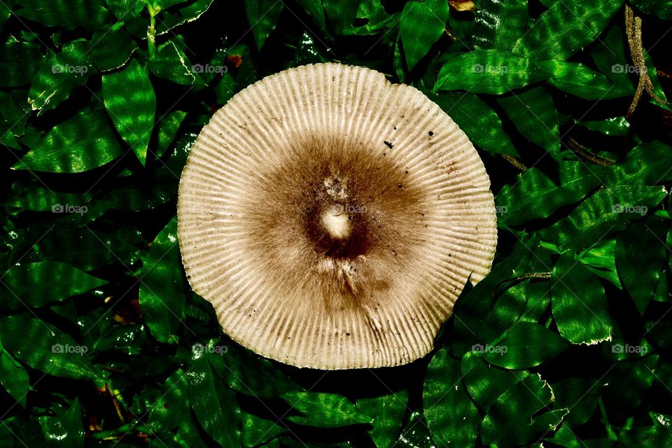 Forest mushroom 