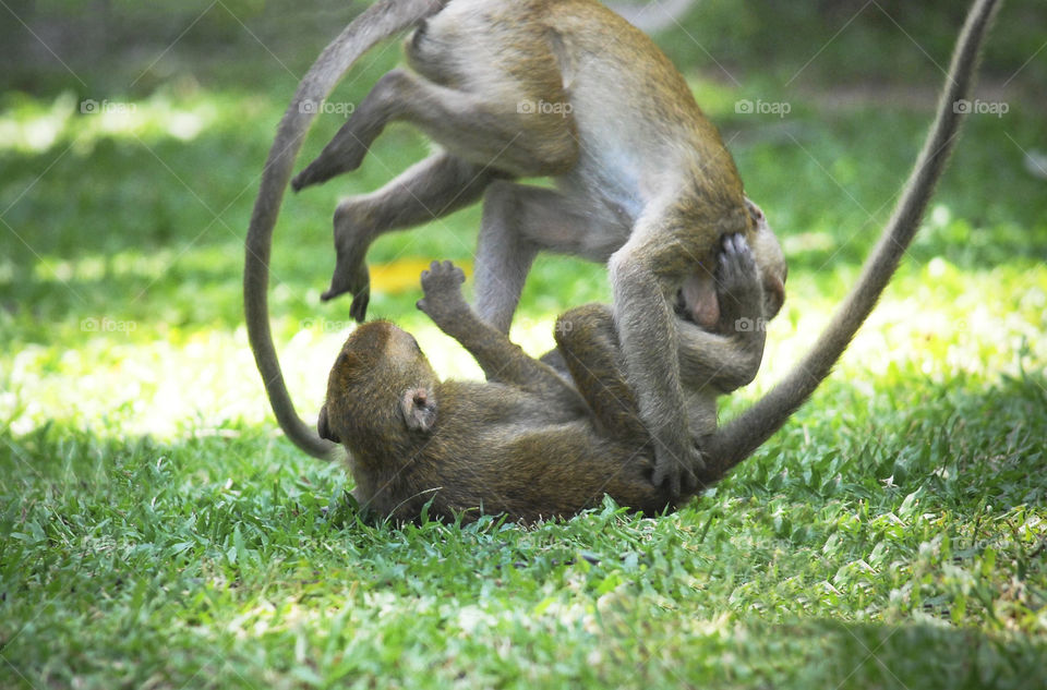 Two monkeys playing in temple