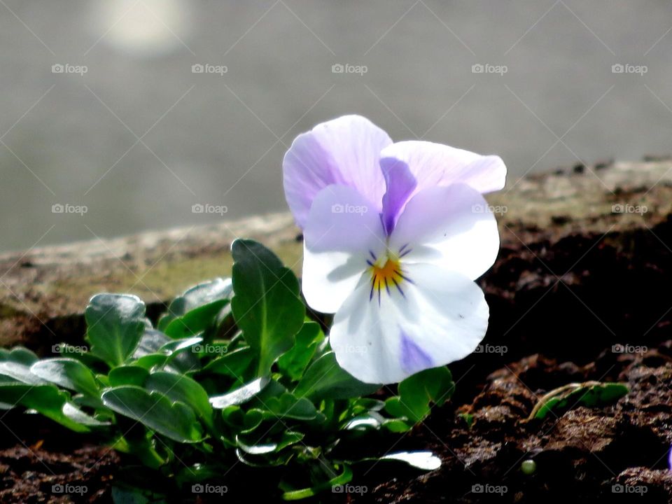 translucent pansy