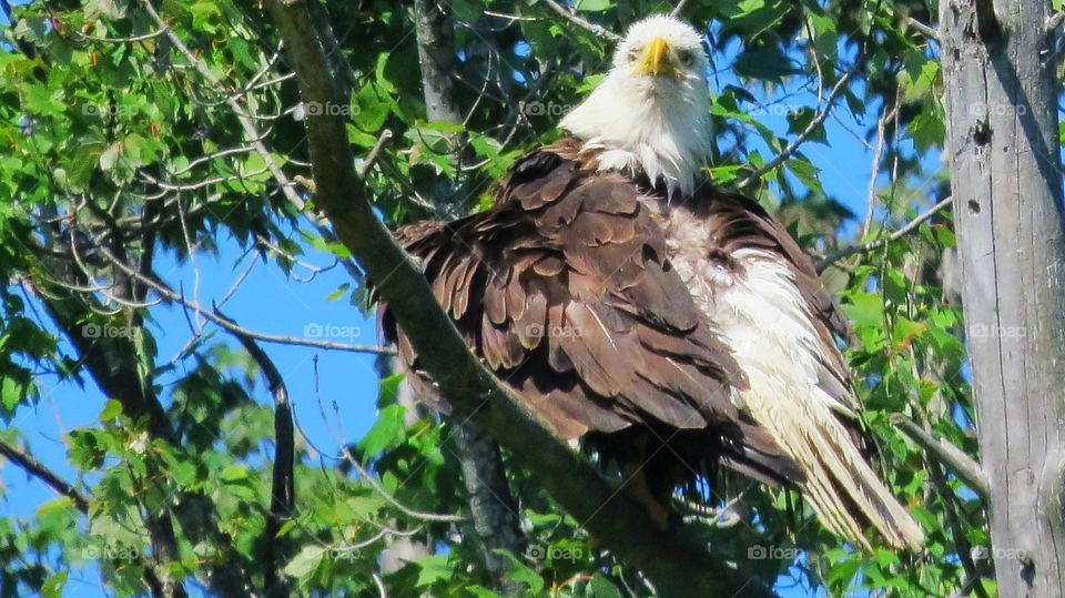 Bald Eagle looking out
