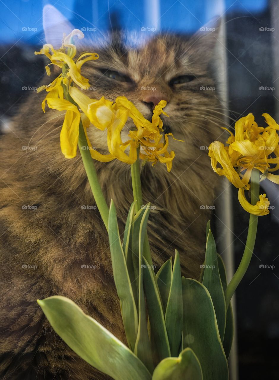 Cat and flower
