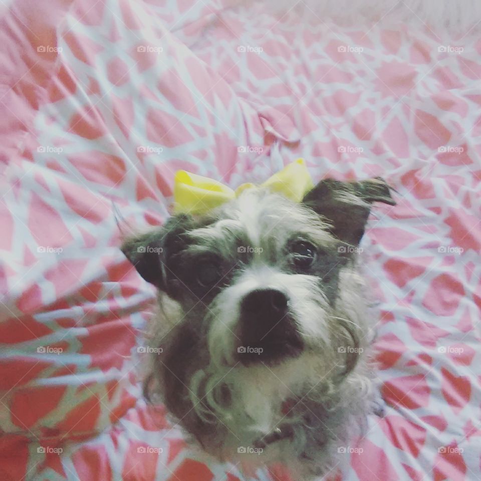 Adorably cute yet dog with a yellow bow in his hair as a 9y.o. wanted him to have a bow that day.