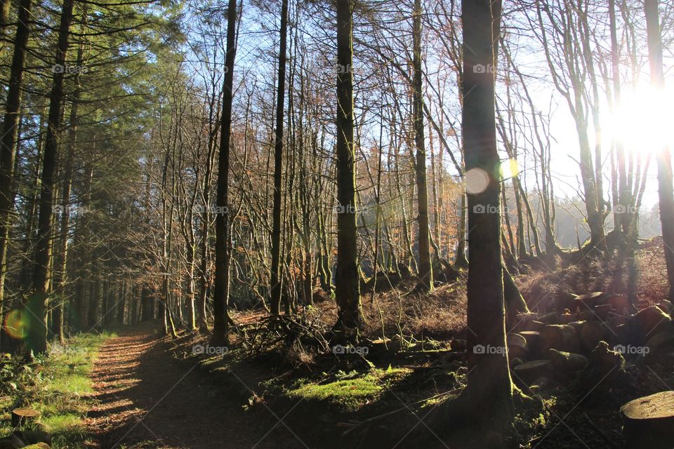 View of bare trees and footpath in forest