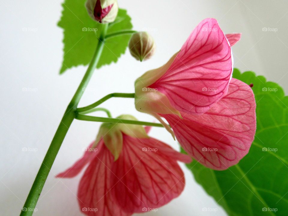 Abutilon (indoor maple)