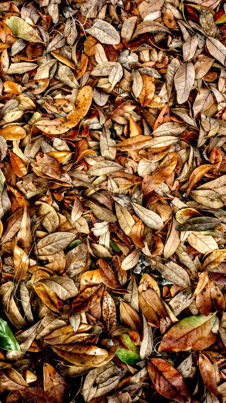 brown leaves