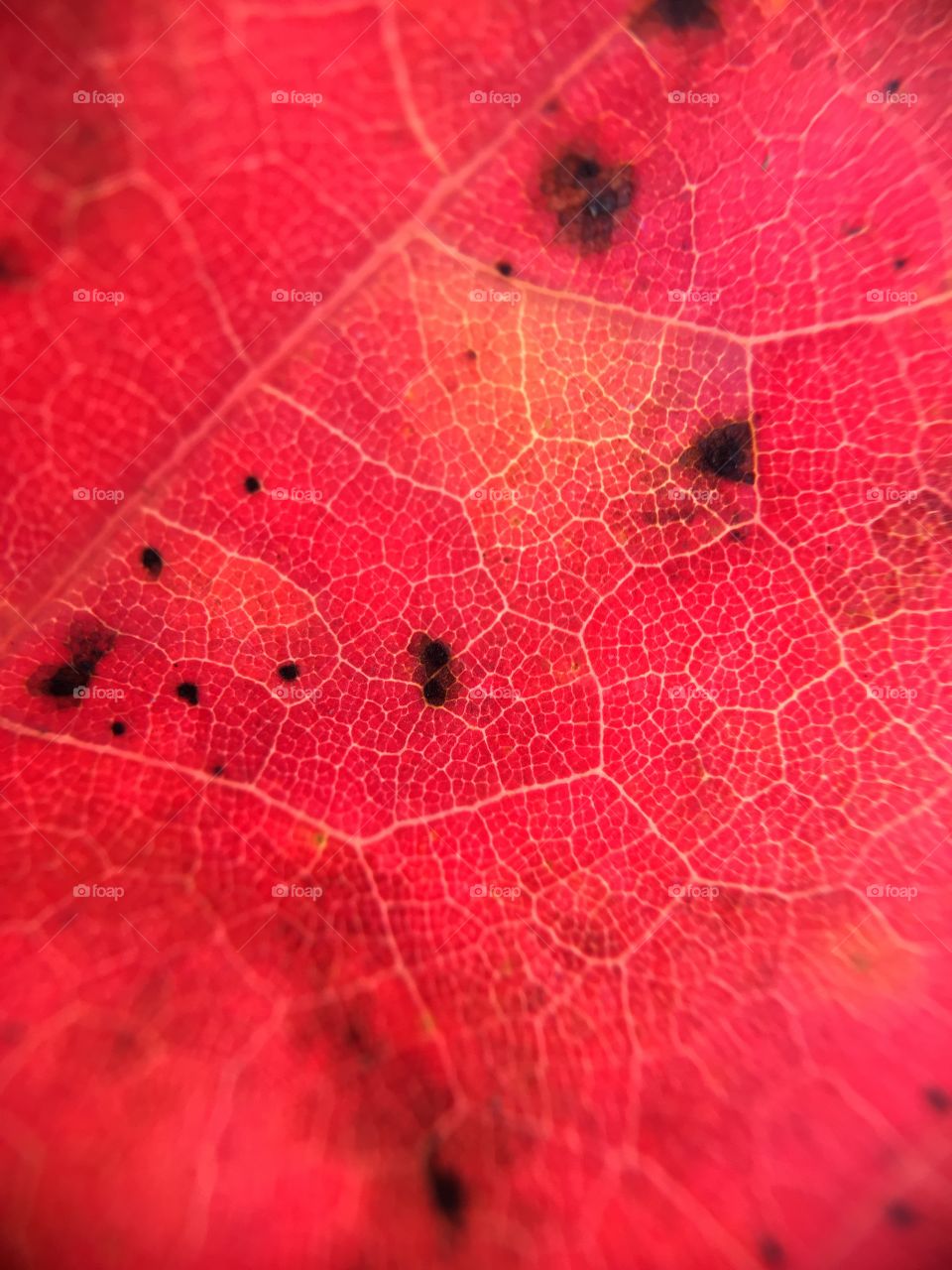 Bright red leaf