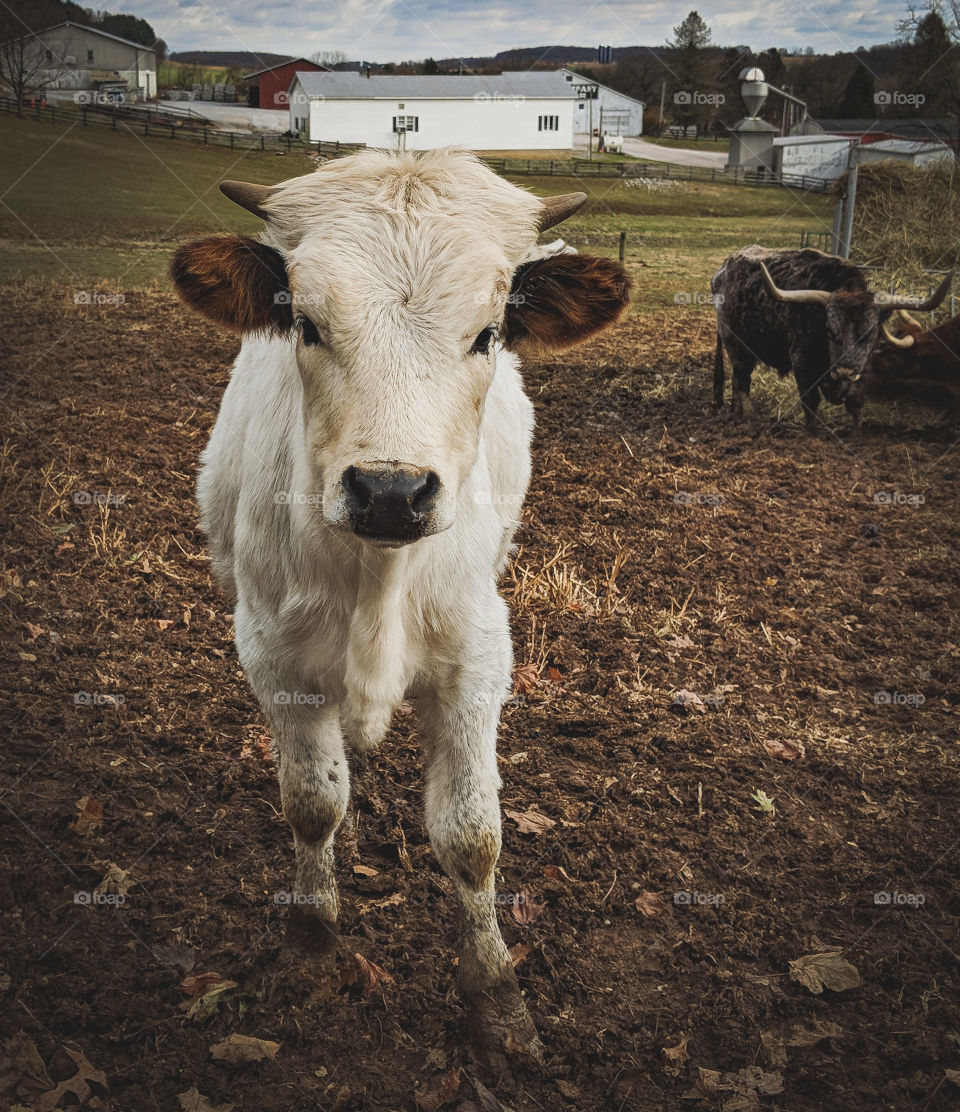 white calf in the pasture