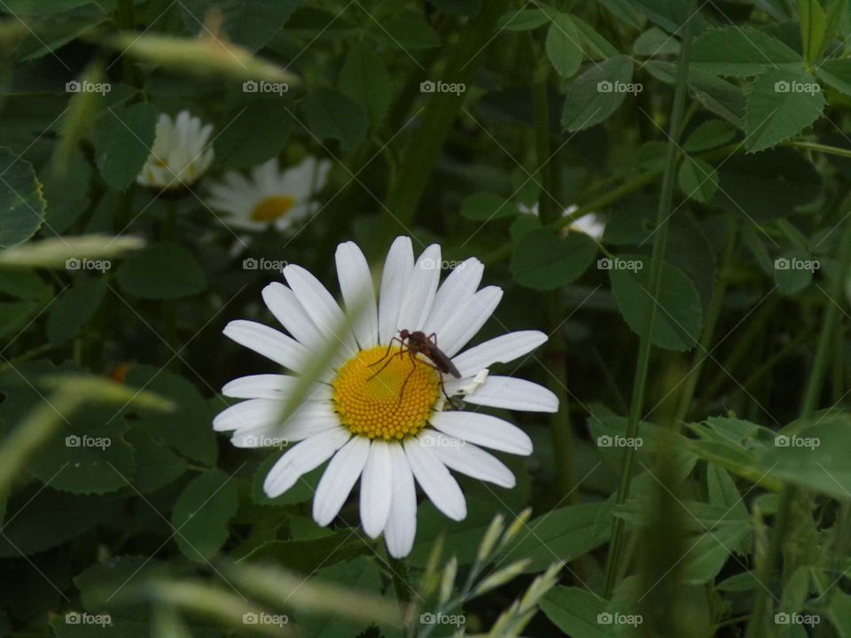 Magerwiesenmagerite mit Mücke