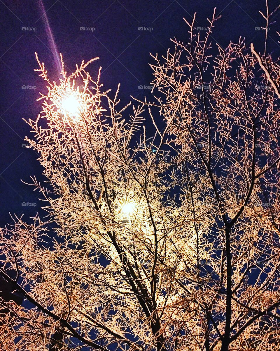 Snow sky winter tree