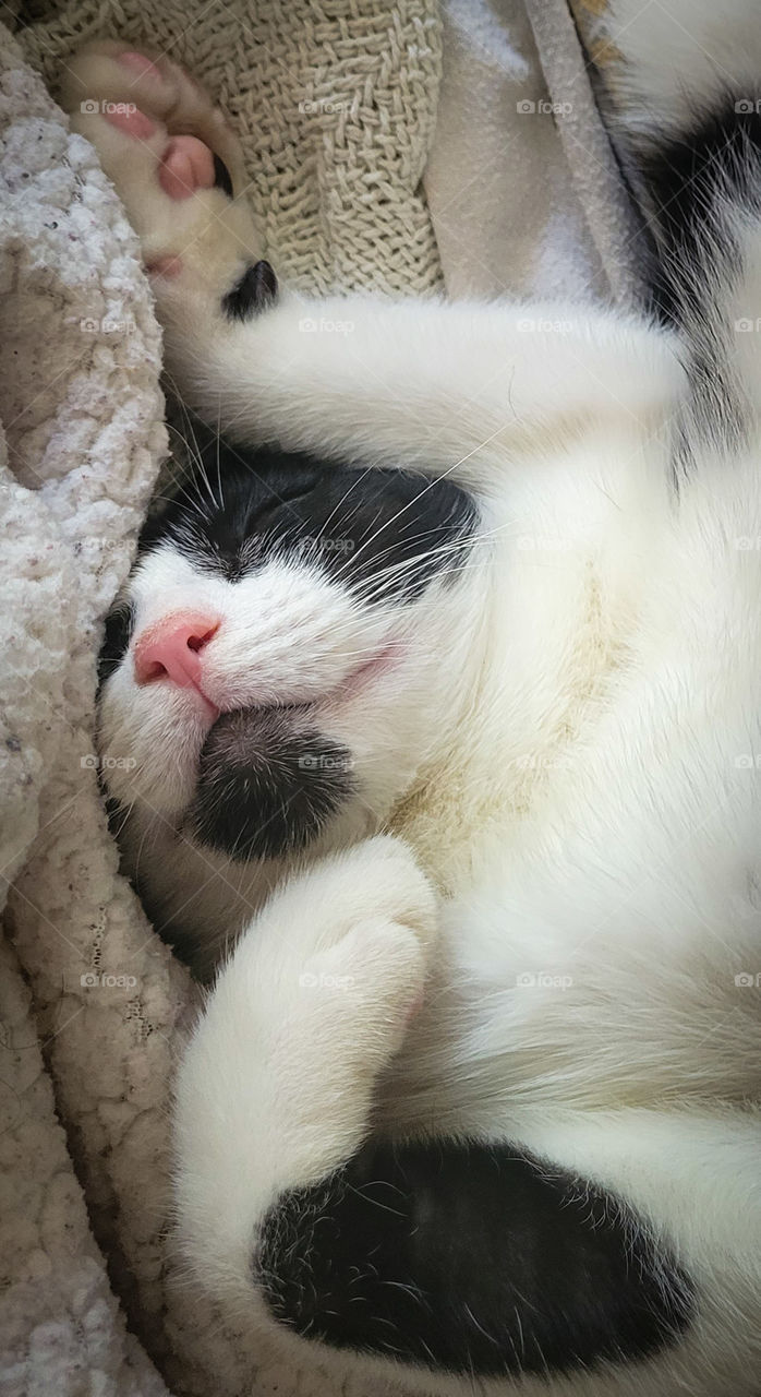 Black and white cat sleeping in strange position.