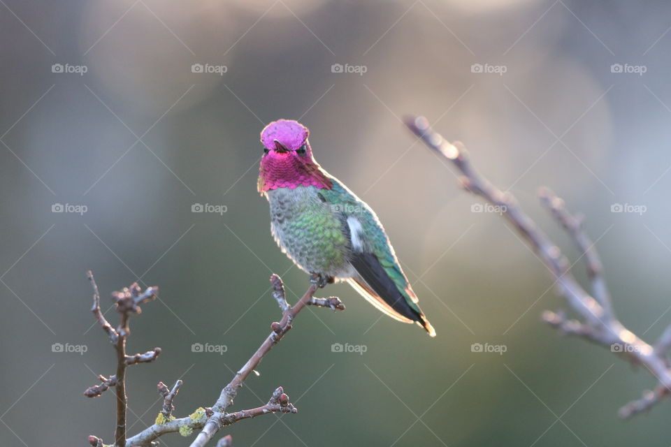 Hummingbird perching on a branch with buds on early spring morning 