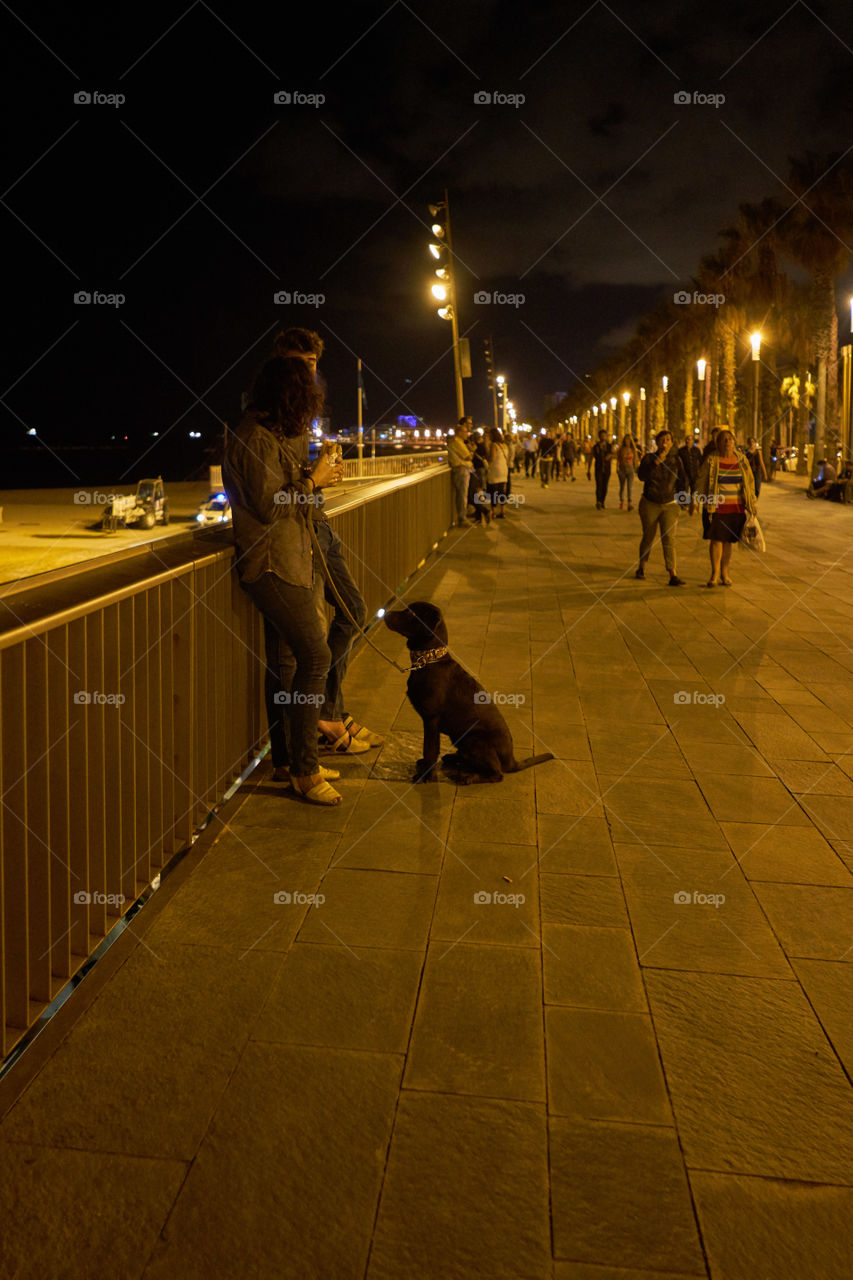 Labrador Retriever Night walk