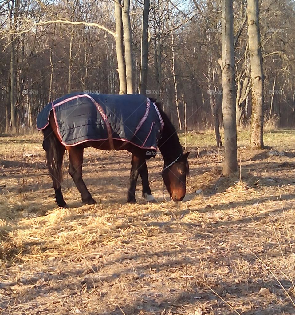 Mammal, Cavalry, Outdoors, Landscape, Tree