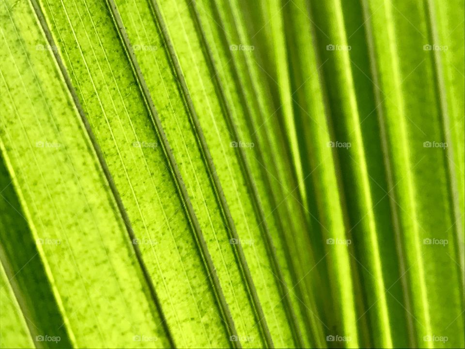 Green vertical leaves 