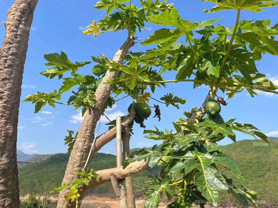 beautiful spring time, beautiful spring trees 