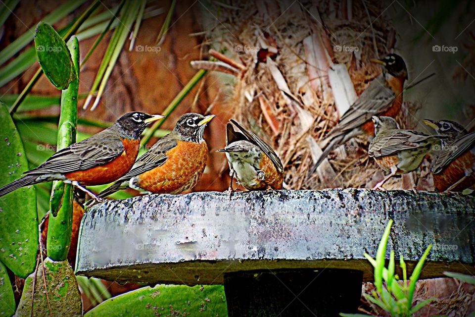 Migration of Robins

