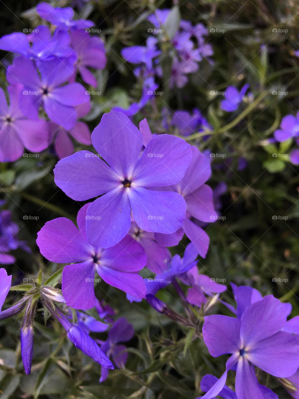 Purple flower